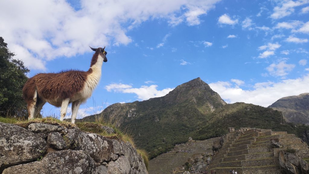Lama prechádzajúca sa po Machu Picchu